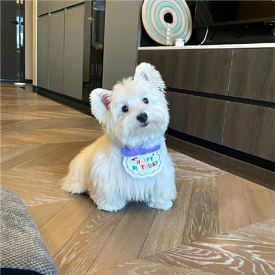 Gibran Rakabuming avatar